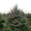 picea (23)